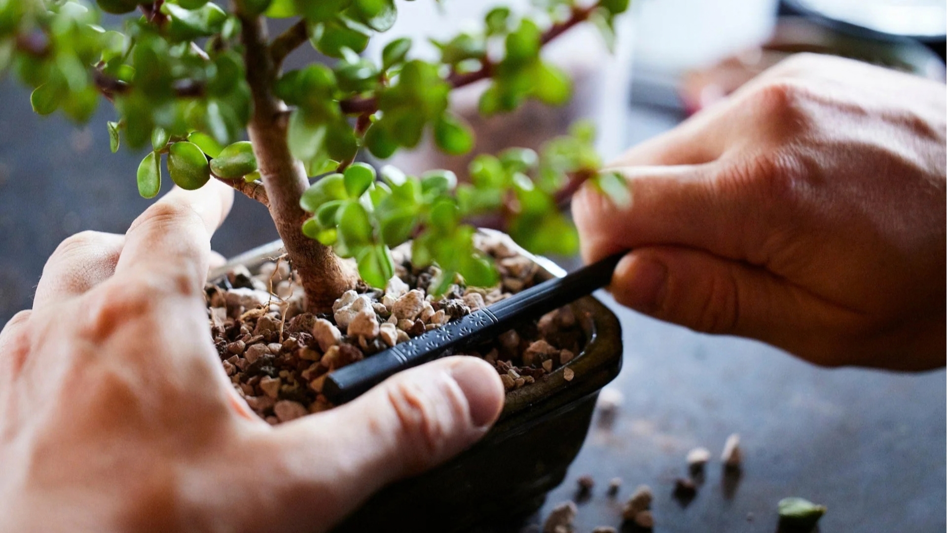 Bonsai Bar Workshop at Downtown Brews